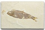 Detailed Fossil Fish (Knightia) - Wyoming #346033-1